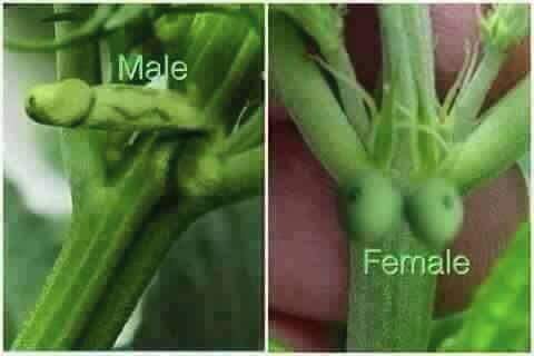 plant sex.jpg