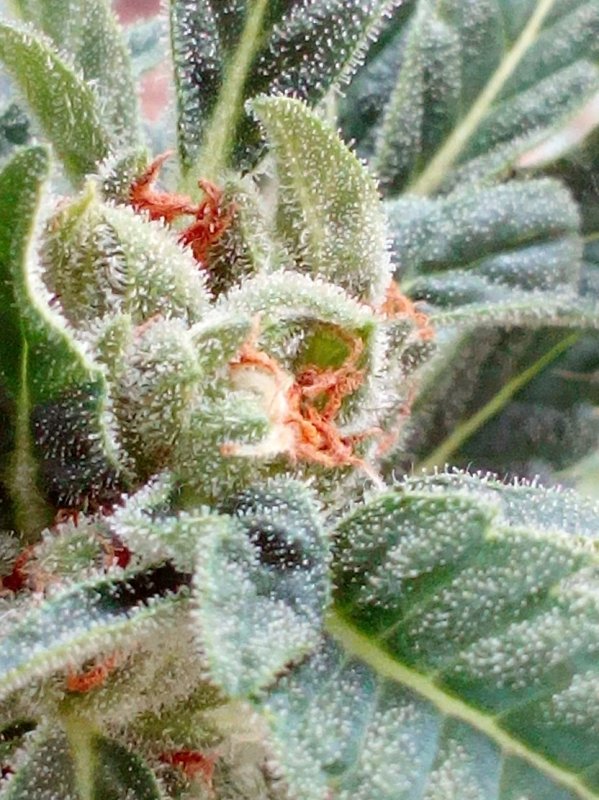 plant1_Dec3-pic03-closeup.jpg