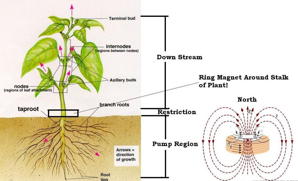 Plant_Experiment_with_Magnets.JPG