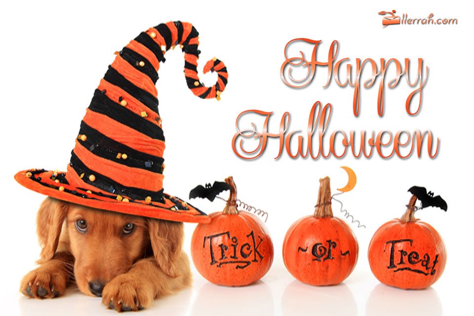 postcard-happyhalloweendog.jpg