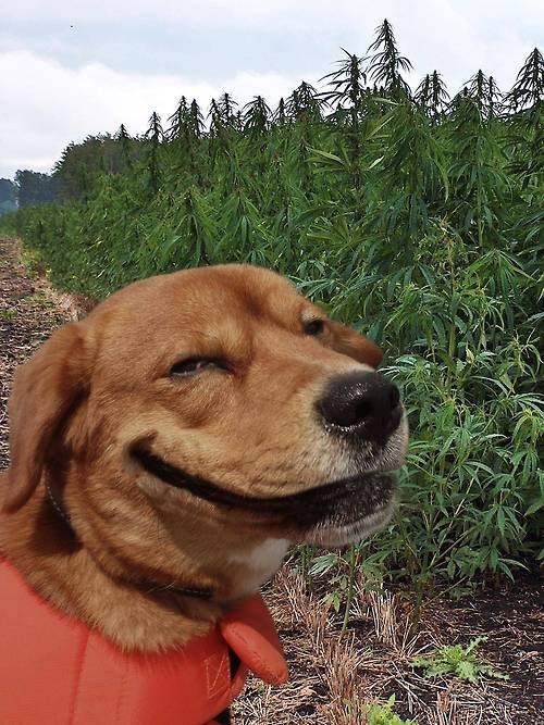 Potheaddog.jpg