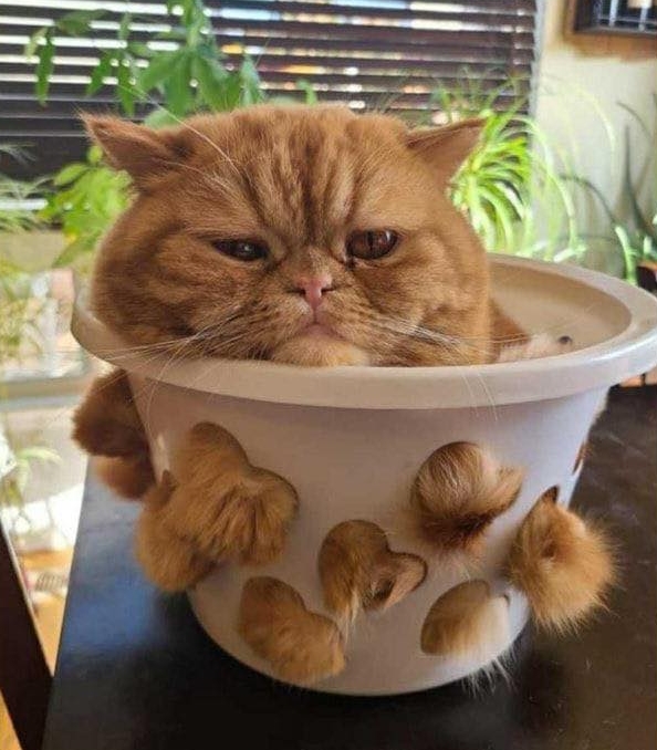 Potted cat.jpg