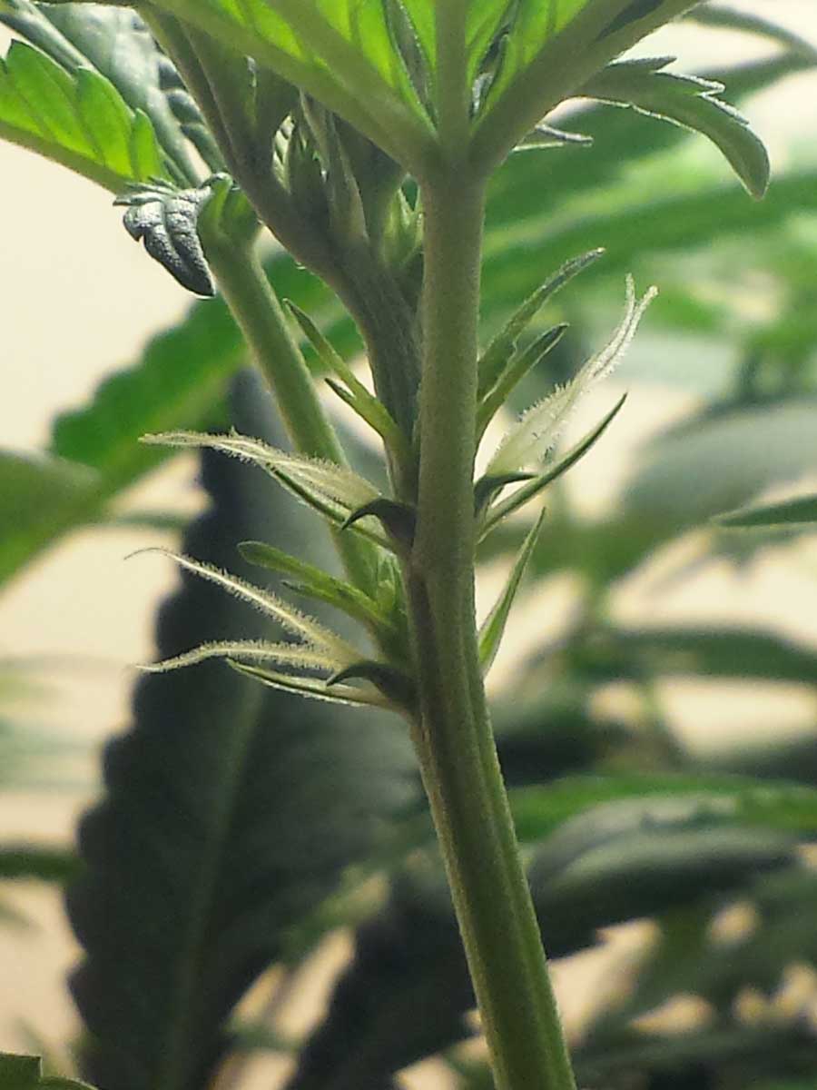 pre-flowers-female-cannabis-huge-pistils.jpg