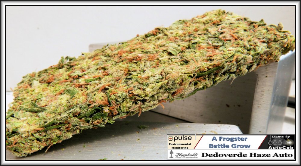 Press Trim HSO Dedoverde Haze plant 2 D.jpg