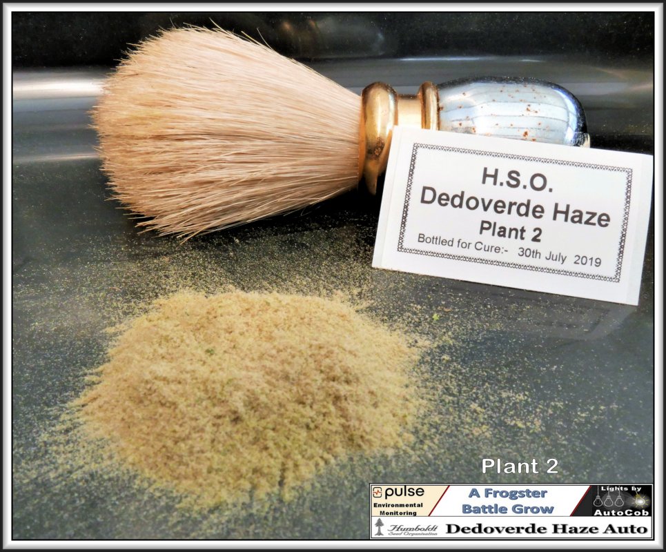 Press Trim HSO Dedoverde Haze plant 2 H.jpg