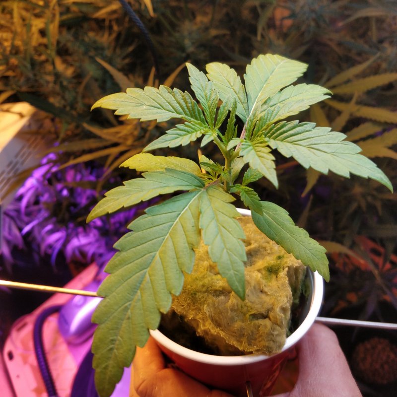 prior to leaf tucking.jpg