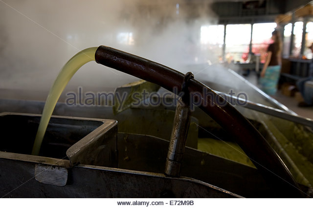 processing-sorghum-at-muddy-pond-a-mennonite-farming-community-in-e72m9b.jpg