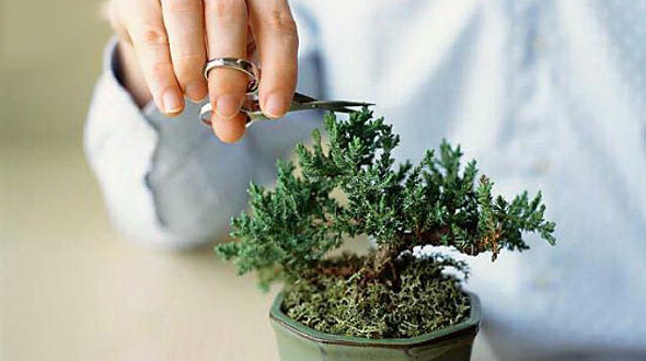 pruning-bonsai.jpg