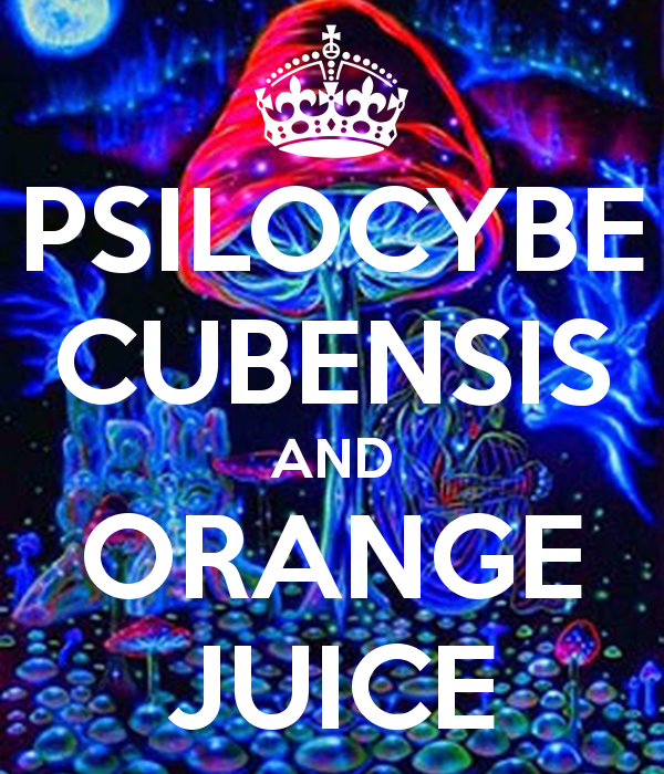 psilocybe-cubensis-and-orange-juice.png