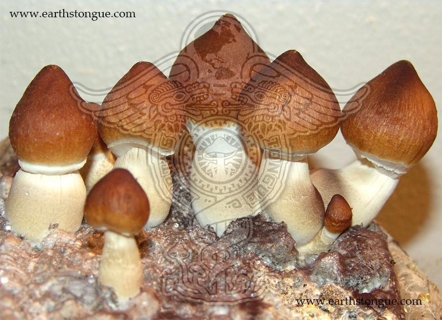 Psilocybe-Cubensis-Brazil.jpg