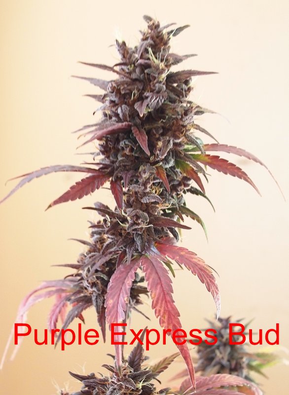 Purple Express Bud.jpg