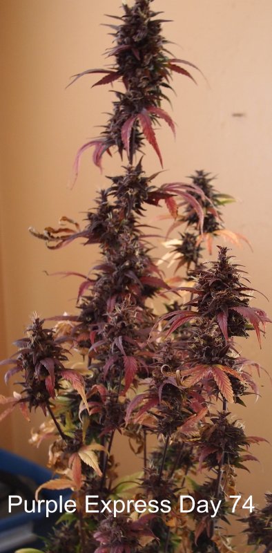 Purple Express Day 74 (2).jpg