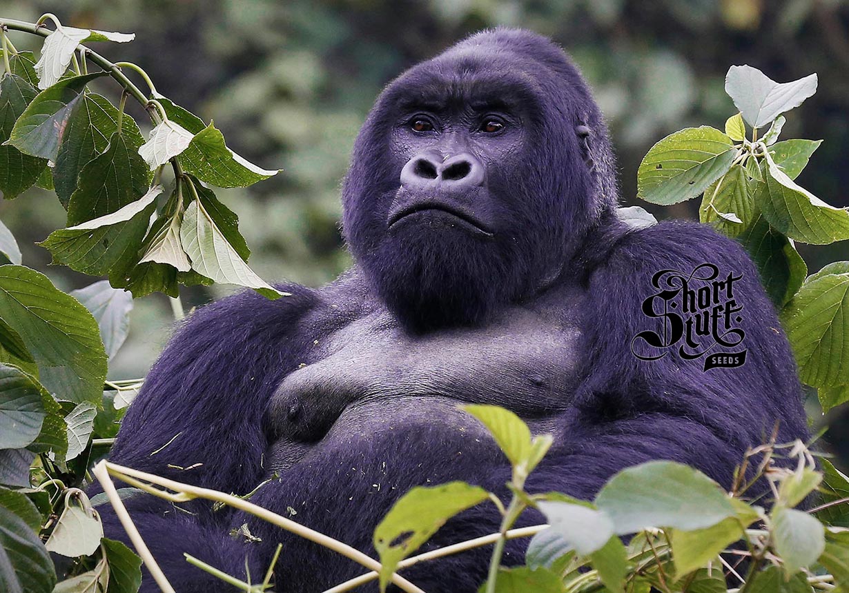 purple gorilla image.jpg