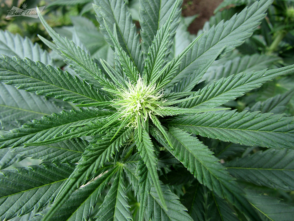 Purple-Haze-bud-early.jpg