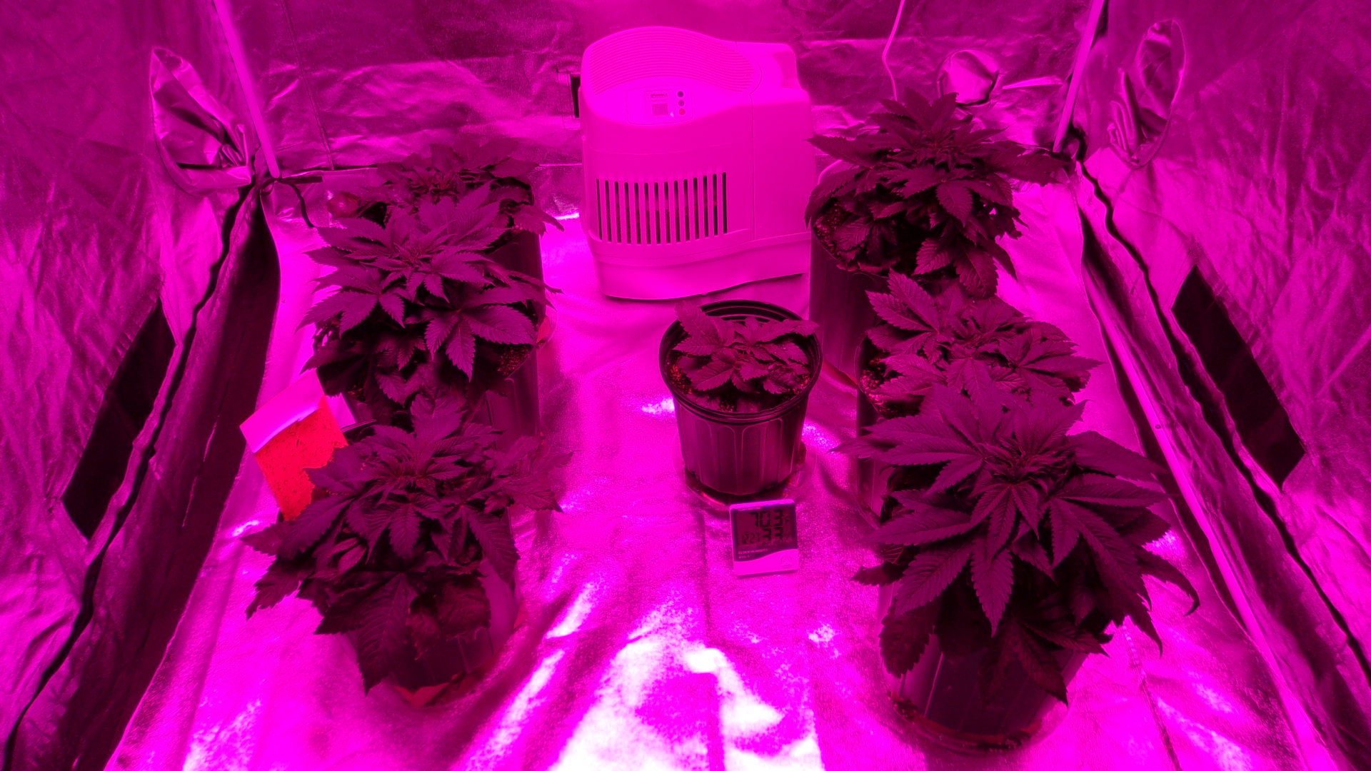 Purple Kush week 4 veg.JPG