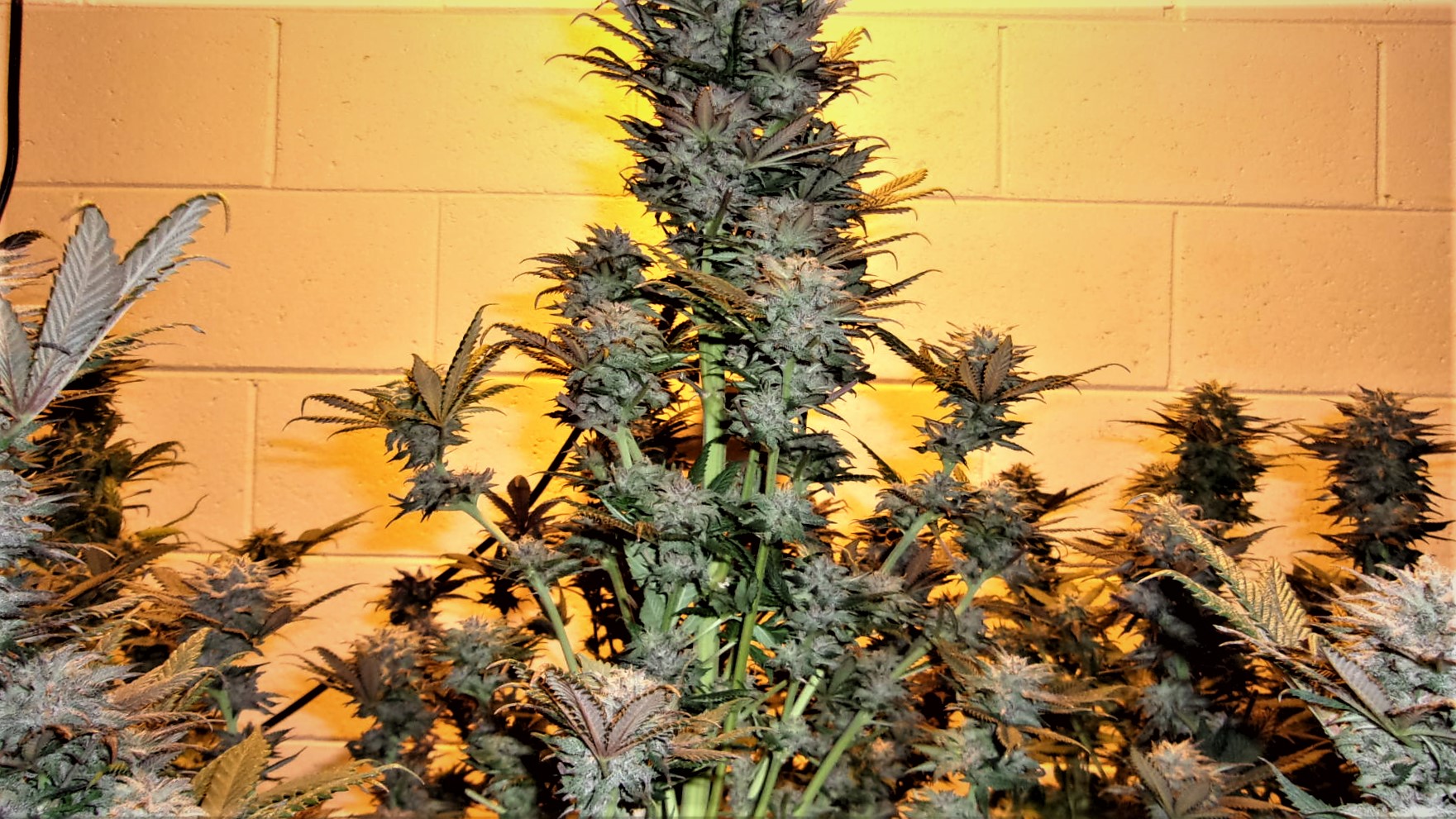 Purple Kush week 7 flower.JPG