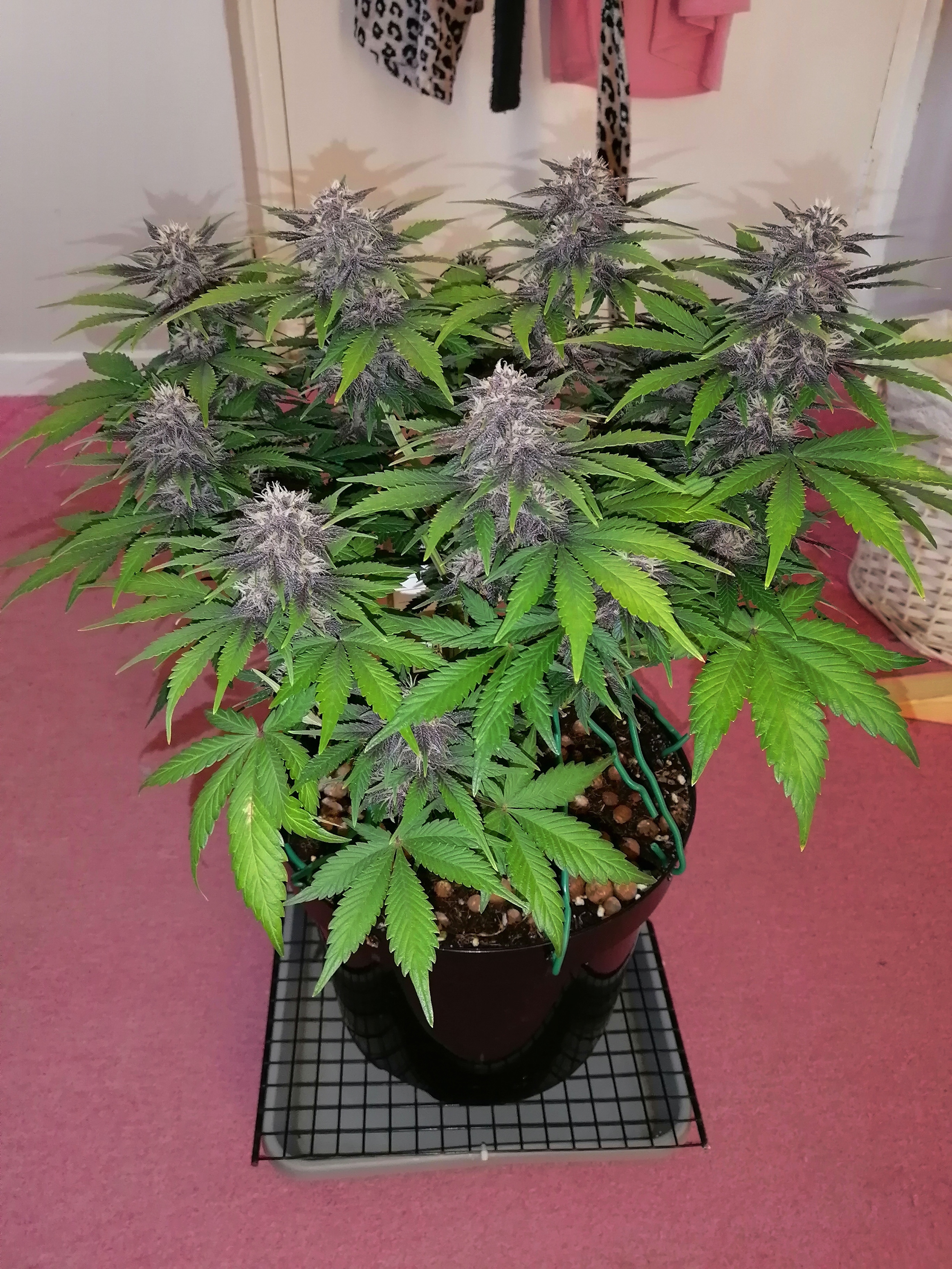 PURPLE LEMON DAY 40.jpg