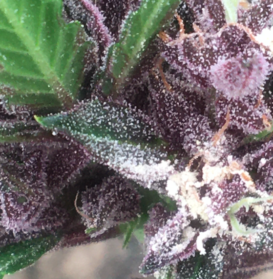 Purple Lemonade 25 Ms 4 weeks bd 27 April.png