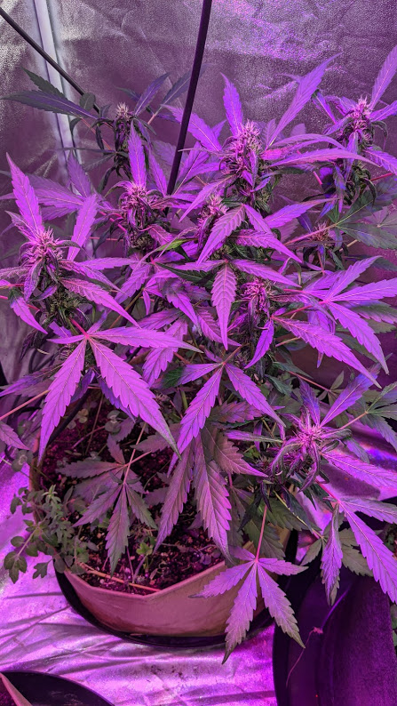 Purple Lemonade 5 weeks.jpg