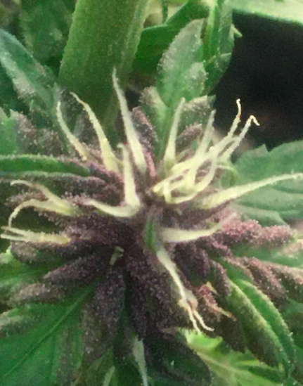 Purple Lemonade 6 days after pollination.png