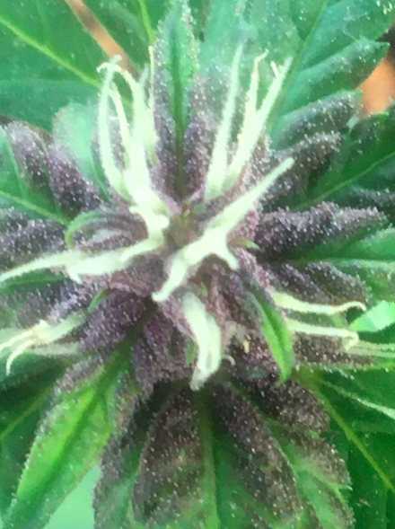 Purple Lemonade 7 days after pollination.png