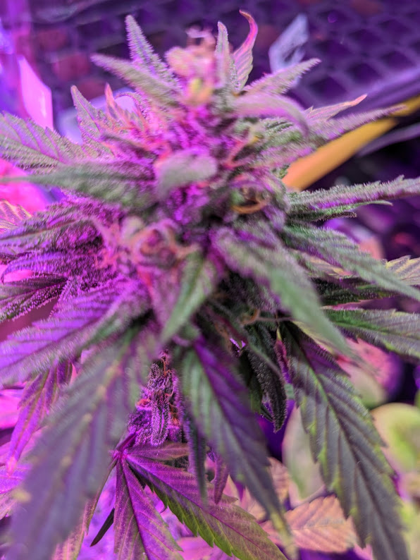 Purple Lemonade Bud Shot 392020.jpg