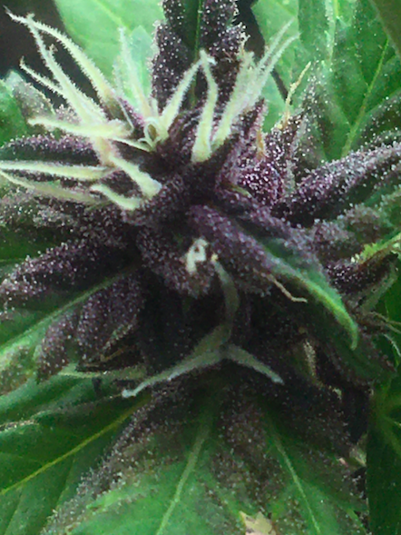 Purple Lemonade day 11 after pollination.png