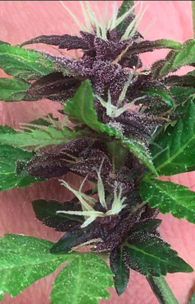 Purple Lemonade day 13 after pollination.png