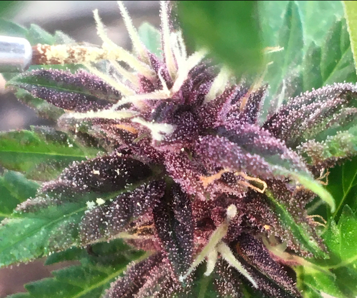 Purple Lemonade day 15 getting pollinated a second time.png