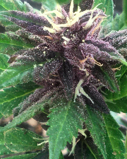 Purple Lemonade day 16 and pollination and day 1 after second pollination.png