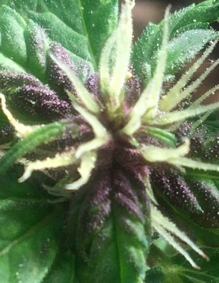 Purple Lemonade day 4 after pollination.png