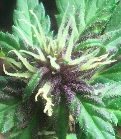 Purple Lemonade day 4 after pollination..png