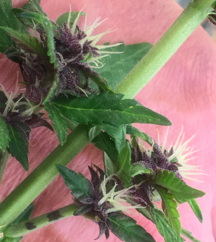 Purple Lemonade Day 8 after pollination.png