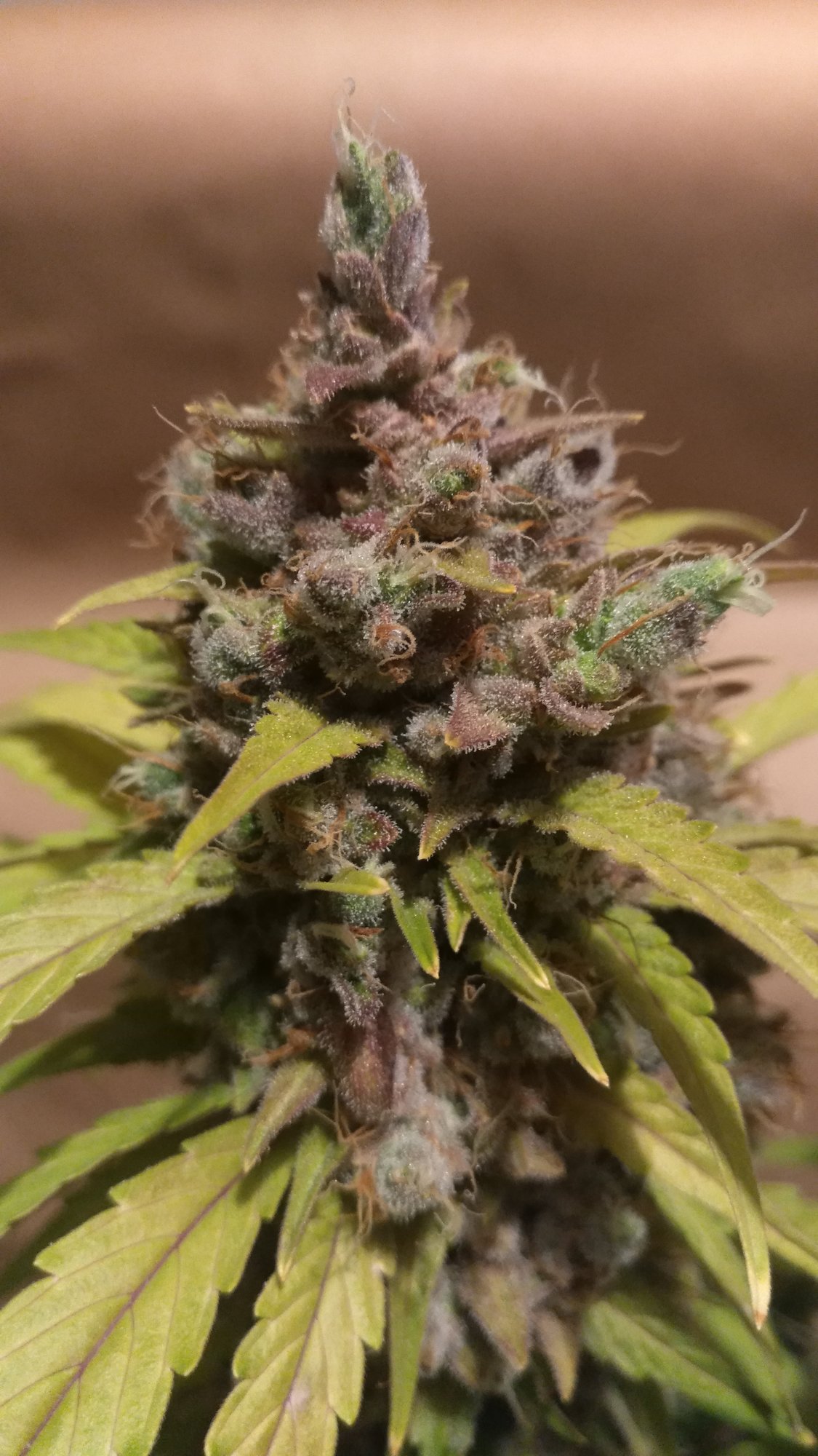 Purple Lemonade DAY 80 harvest (3).jpg