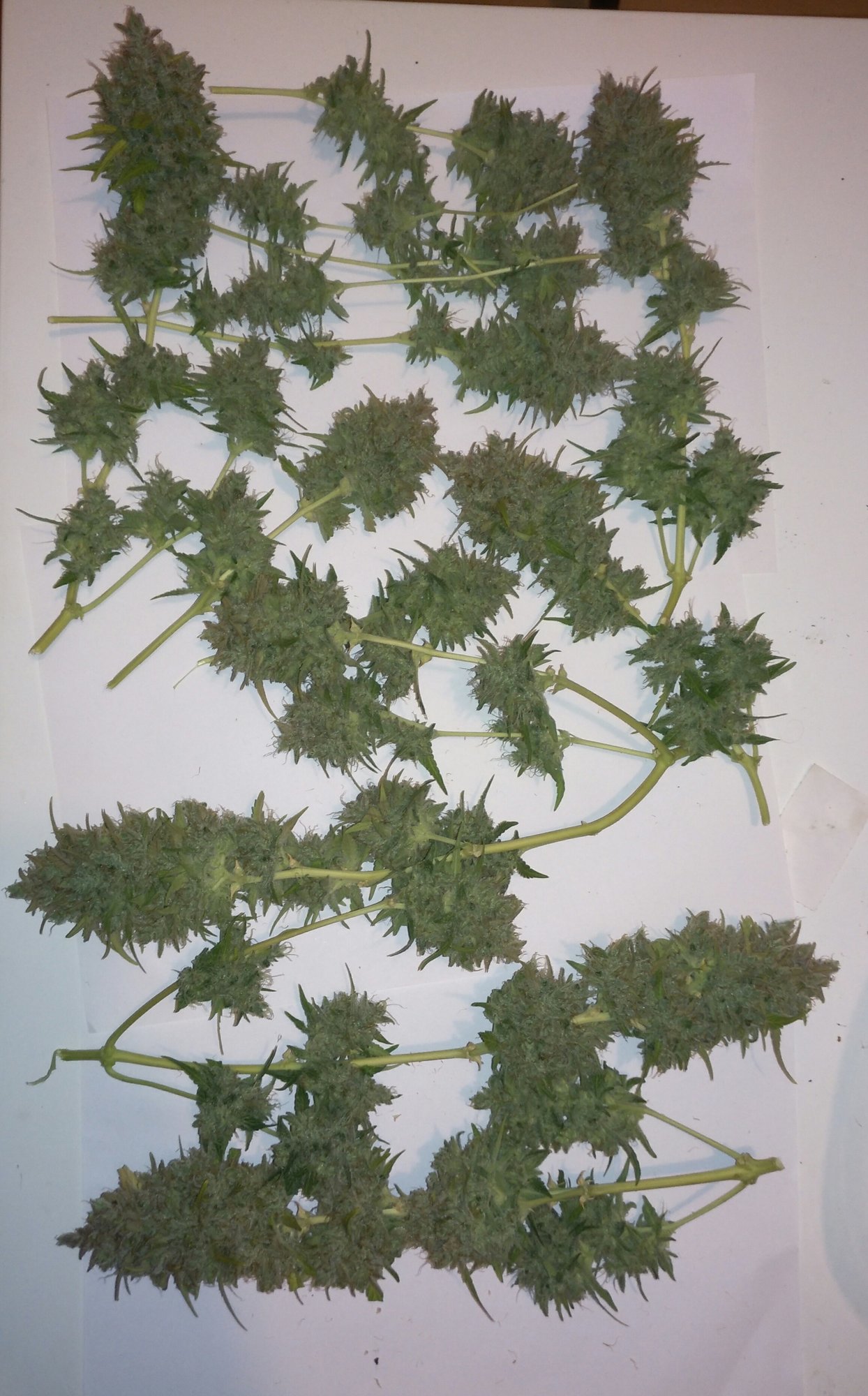 Purple Lemonade DAY 80 harvest (5).jpg