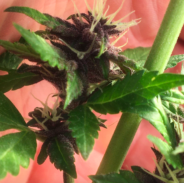 Purple Lemonade day 9 after pollination.png