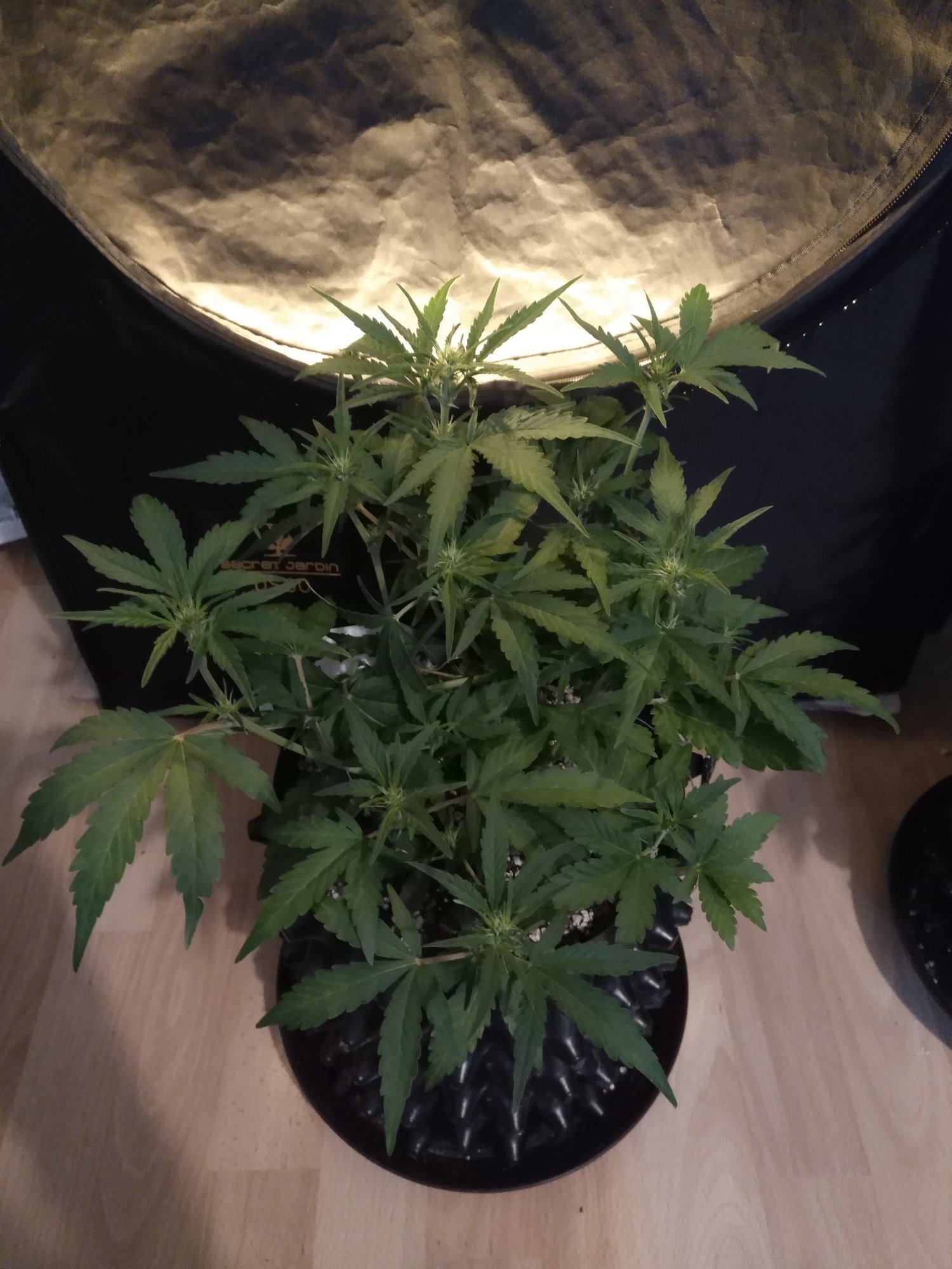 purple lemonade day35.jpg