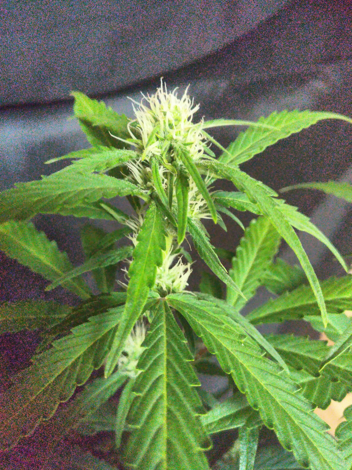 purple lemonade day42 closeup.jpg