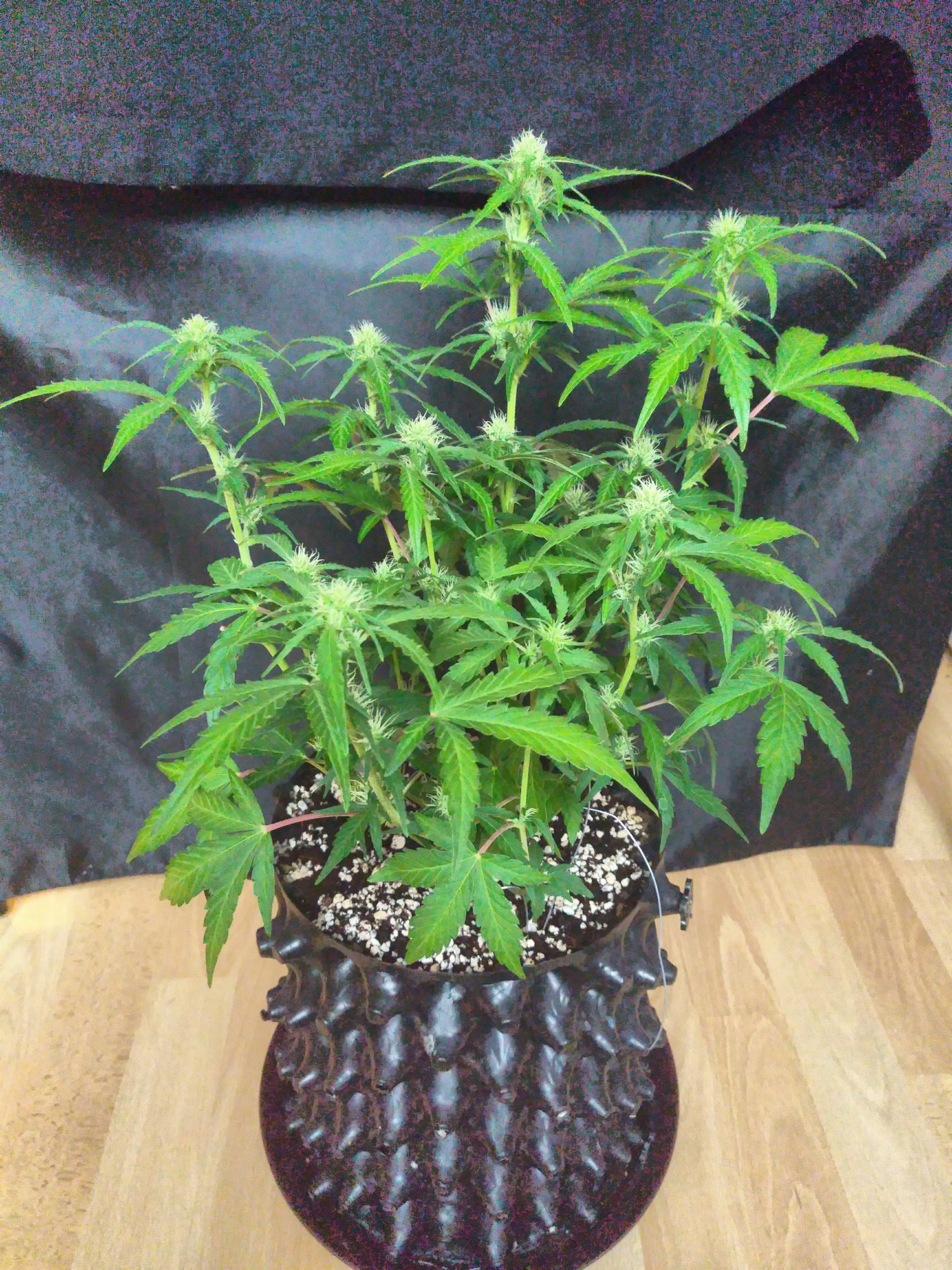 purple lemonade day42.jpg