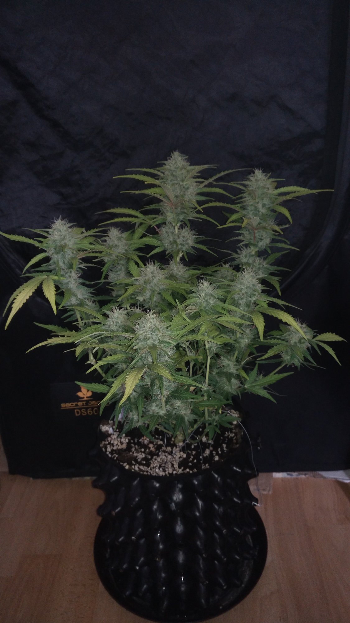 purple lemonade day56.jpg