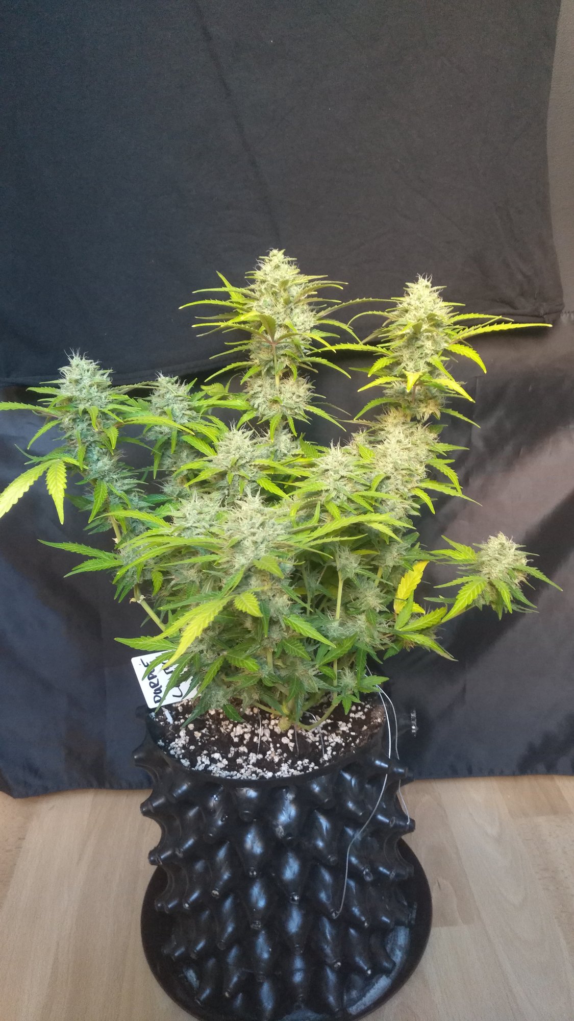 purple lemonade day63 (2).jpg