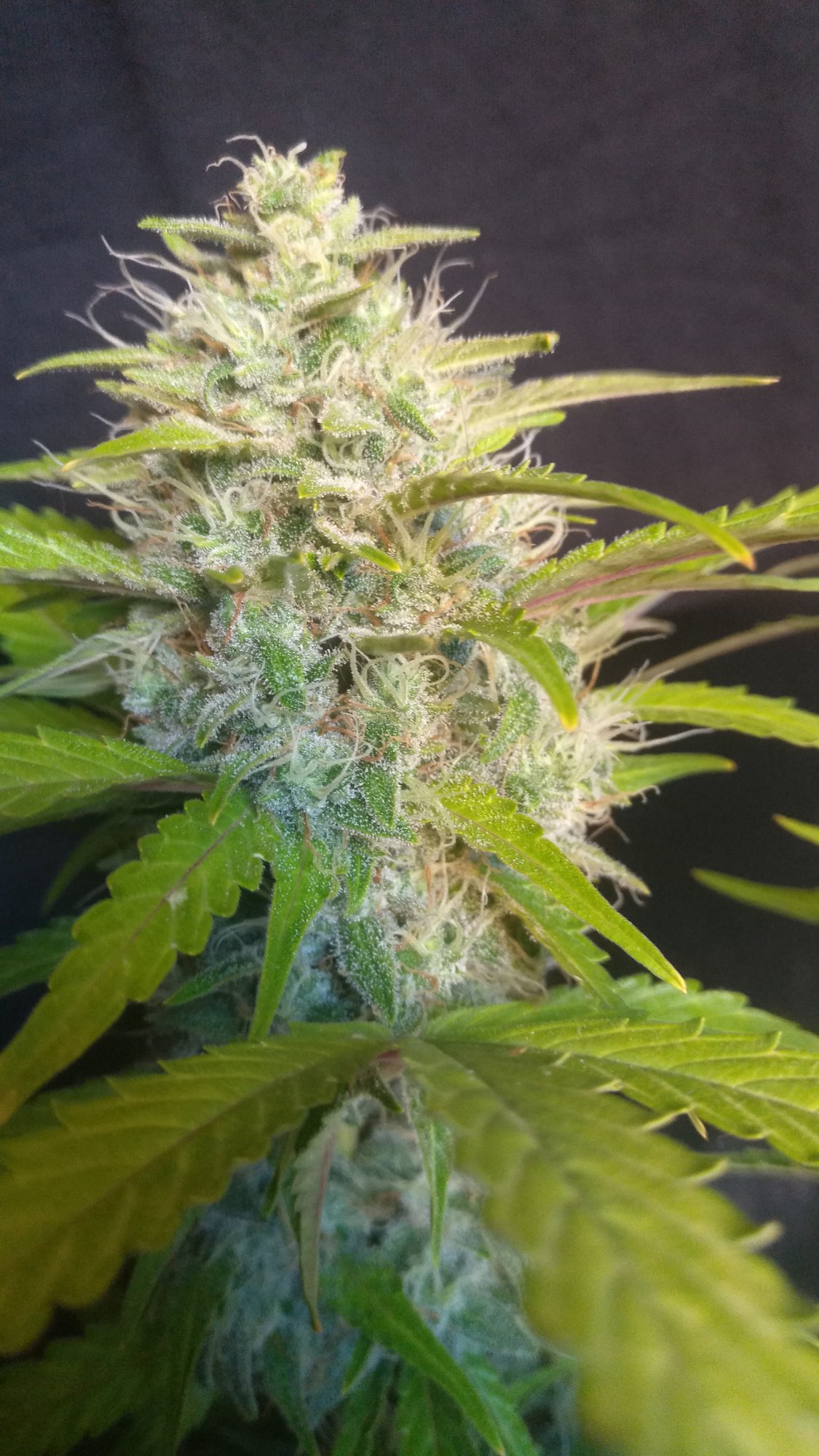 purple lemonade day63 (4).jpg