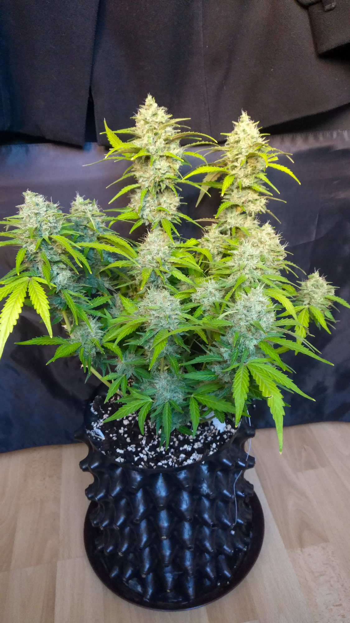 purple lemonade day70 (1).jpg