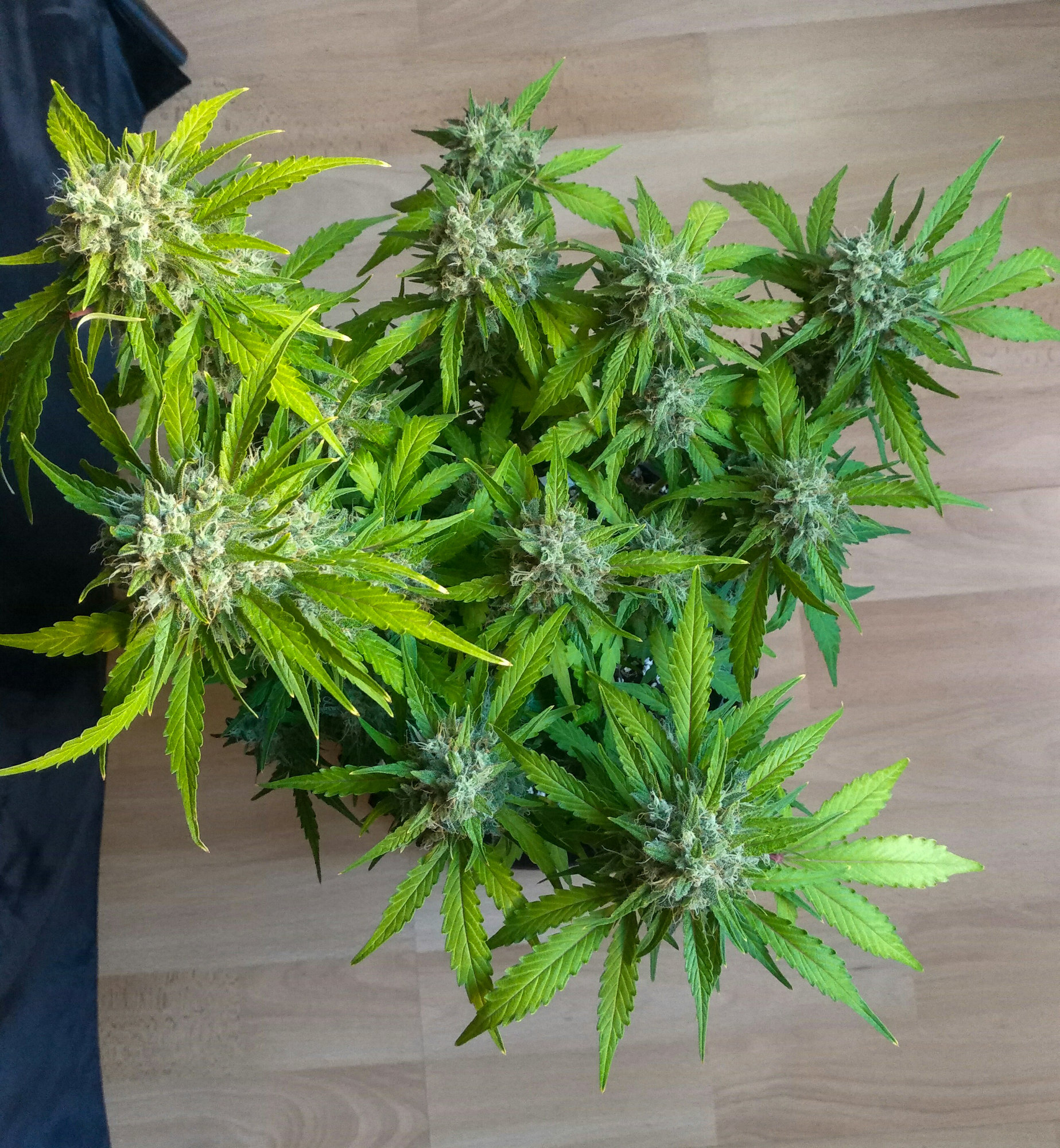 purple lemonade day70 (3).jpg