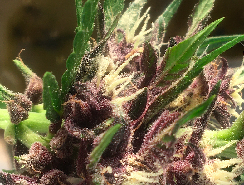 Purple Lemonade Pollinated with 17 day old shipped freak pollen.png