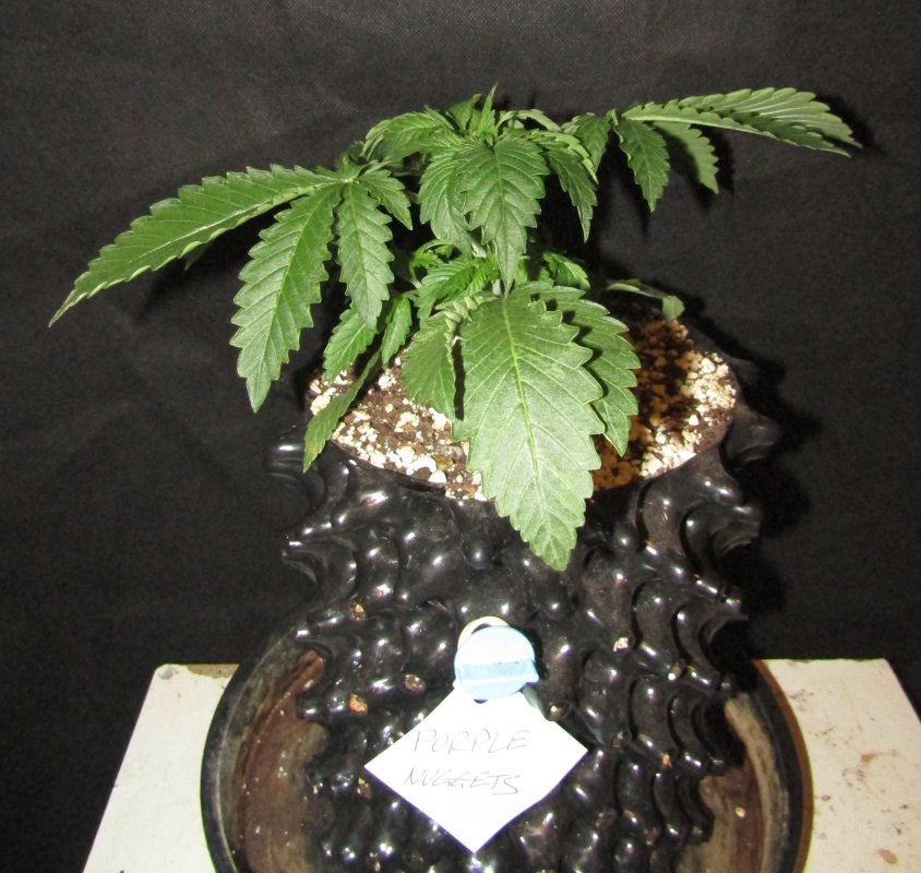 purple nuggets 3L day 16.JPG