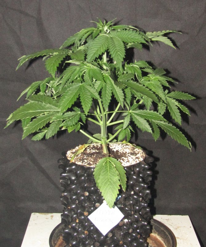 purple nuggets 3L day 26.JPG