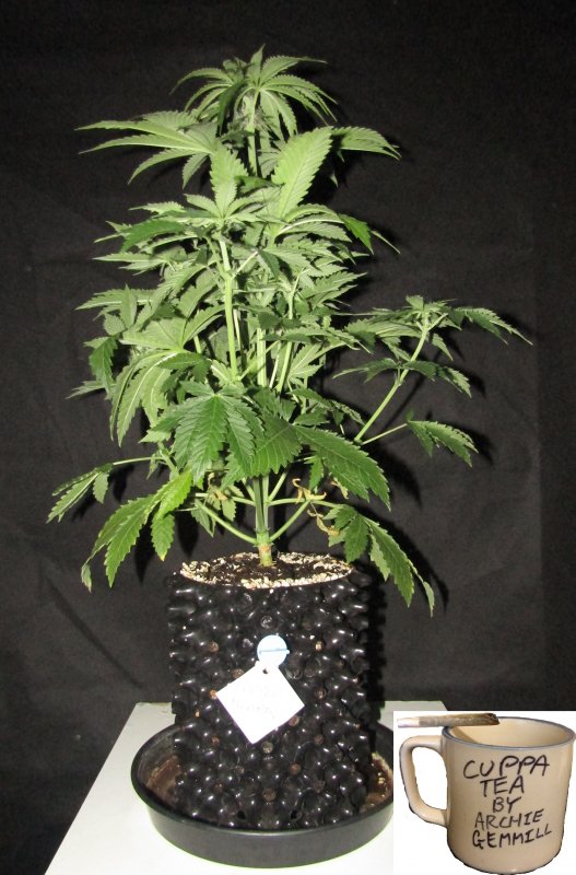 purple nuggets 3L day 34.JPG