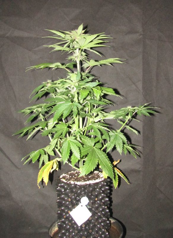 purple nuggets 3L day 38.JPG