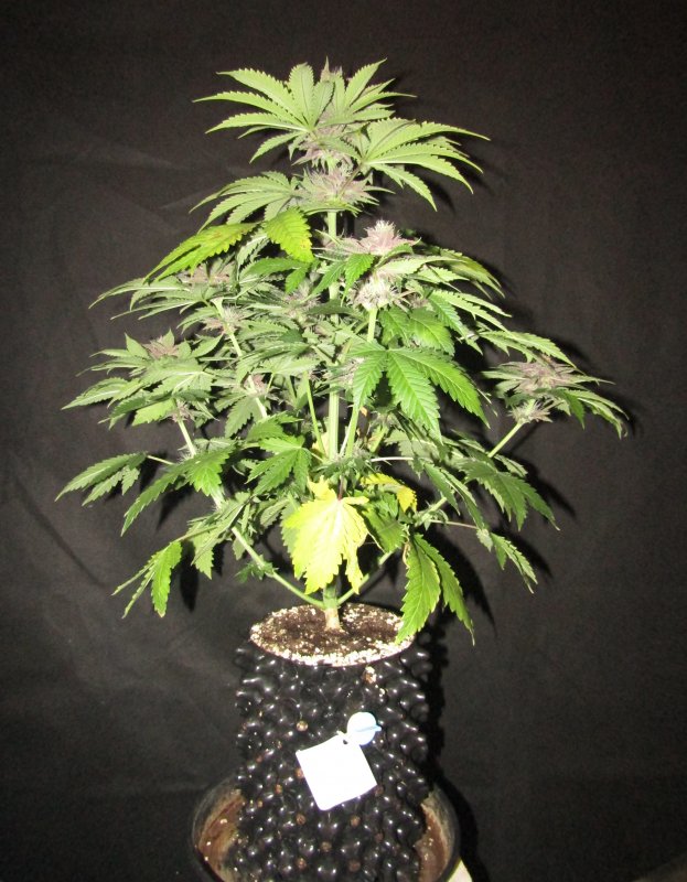 purple nuggets 3L day 46.JPG